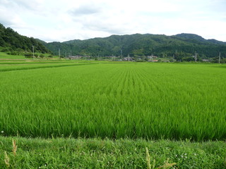 Obraz premium 夏の水田