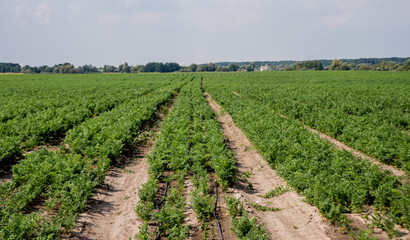 Fototapeta na wymiar Long field and rows of carrots. Blue summer sky.