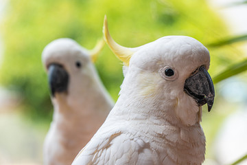 Portraits of a yellow crested cockatoo