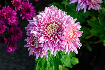 Close of vivid pink Chrysanthemum x morifolium flowers in a garden in a sunny autumn day, view from above