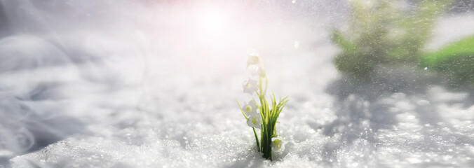 The first spring flower. Snowdrop in the forest. Spring sunny day in the forest.