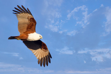 Brahminy Kite (Haliastur indus) in flight