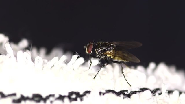 Close shot of a housefly (Musca domestica) on a white cloth, completely still until it takes off.