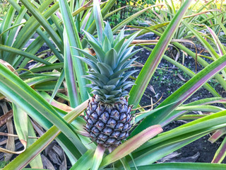 small growing pineapple on bush, pineapple plant, baby pineapple,plant setting fruit, tropical fruit on tree,Pineapple on tree,Three pineapple On The Tree,Pineapple fruit on trees Waiting for harvest,