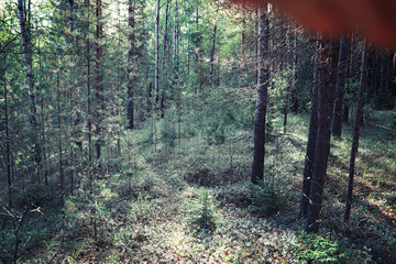 Bright spring greens at dawn in the forest. Nature comes to life in early spring.