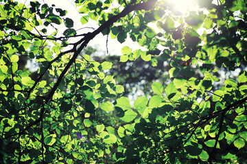 Fototapeta premium Bright spring greens at dawn in the forest. Nature comes to life in early spring.
