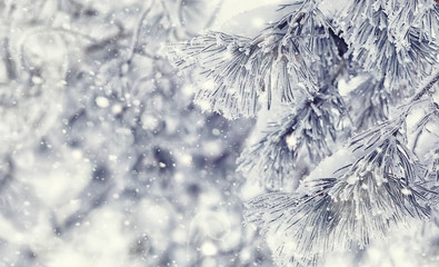 Winter forest landscape. Tall trees under snow cover. January frosty day in the park.