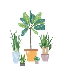 Decorative houseplants flat vector illustration. Natural yucca and sansevieria in flowerpots. Potted plants, home decorations isolated on white background. Floristry, gardening design element.