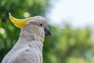 Side portrait of a yellow crested cockatoo