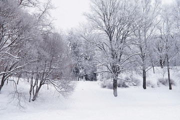 Winter forest landscape. Tall trees under snow cover. January frosty day in the park.