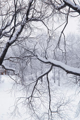 Winter forest landscape. Tall trees under snow cover. January frosty day in the park.