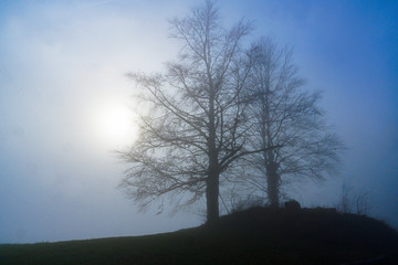 Kahle Bäume im Nebel, Bürgenstock, Nidwalden, Schweiz