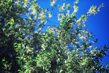 Bright spring greens at dawn in the forest. Nature comes to life in early spring.