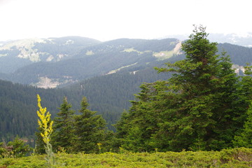 landscape in the mountains