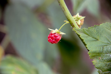 raspberry on a bush