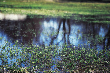 Bright spring greens at dawn in the forest. Nature comes to life in early spring.