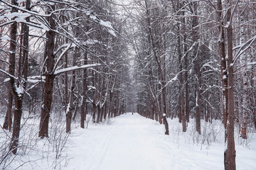 Winter forest landscape. Tall trees under snow cover. January frosty day in the park.
