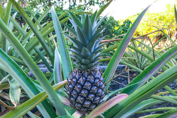 small growing pineapple on bush, pineapple plant, baby pineapple,plant setting fruit, tropical fruit on tree,Pineapple on tree,Three pineapple On The Tree,Pineapple fruit on trees Waiting for harvest,