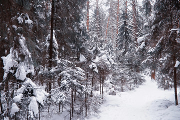 Winter forest landscape. Tall trees under snow cover. January frosty day in the park.