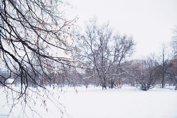Winter forest landscape. Tall trees under snow cover. January frosty day in the park.