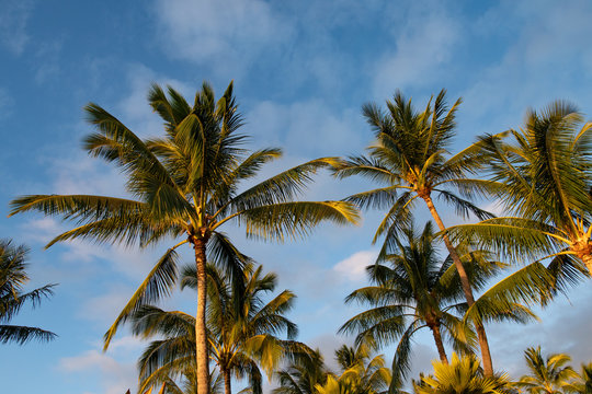 palm trees on background of blue sky with clouds