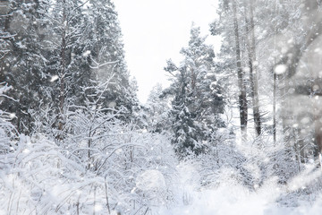 Winter landscape. Forest under the snow. Winter in the park.