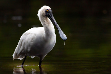 Royal Spoonbill (Platalea regia) wading in a creek with drop of water falling from its bill. Pottsville, NSW, Australia