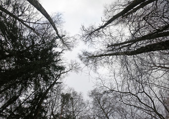 Gloomy black forest view of trees from below to the sky.