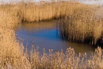 Zima na Podlasiu, Dolina Górnej Narwi, Polska © podlaski49