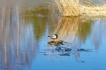 Landscape with bird.