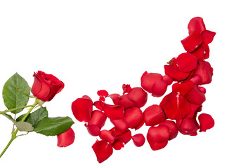 Red rose and rose petals