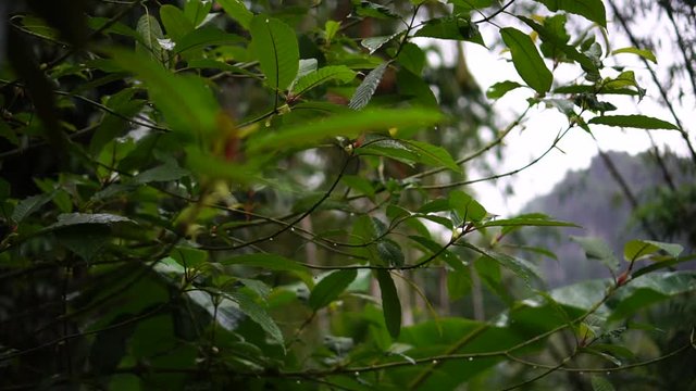 Kratom leaves.Mitragyna speciosa leaf. Natural herbs