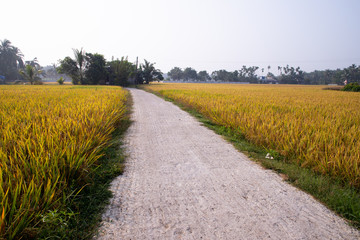 Paddy rice crop, Green rice plant growing up in farm at morning, a time to harvest. slow motion. nature concept.