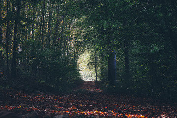 dunkler Wald mit Sonnenlicht im Herbst