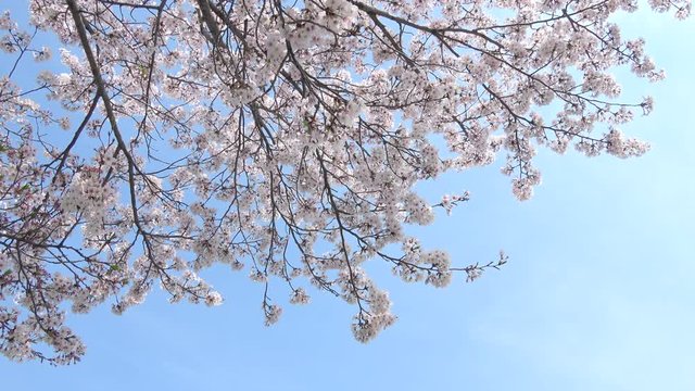 満開の桜、ソメイヨシノと青空  4K / Cherry blossoms, Sakura, Yoshino cherry, Cerasus yedoensis