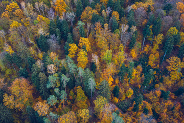 Aerial top down view of autumn forest with green and yellow trees. Mixed deciduous and coniferous...