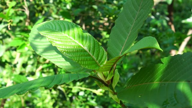 Kratom leaves.Mitragyna speciosa leaf. Natural herbs