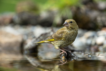 European greenfinch bathing in a puddle