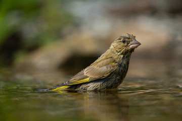 European greenfinch bathing in a puddle
