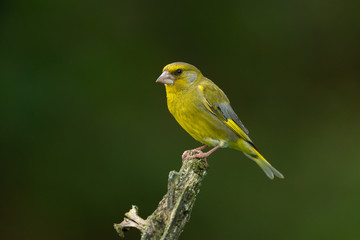 European greenfinch sitting on a branch