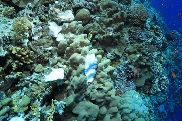Naklejka na ściany i meble Ship anchor damaged corals