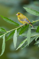 Obraz premium European greenfinch sitting on a branch