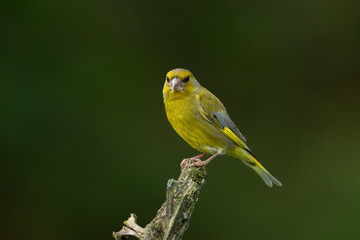 European greenfinch sitting on a branch