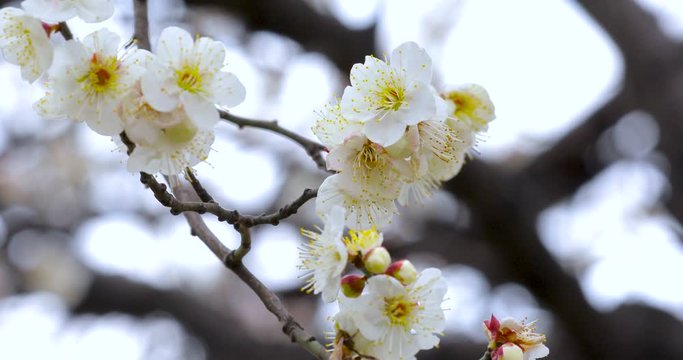 Early spring plum blossoms after winter, elegant and clean white plum blossoms