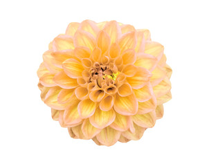 Yellow Dahlia Flower