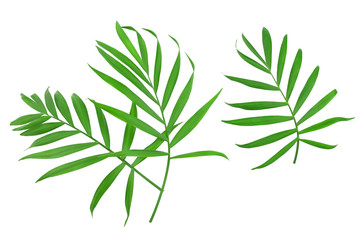 Green leaves of palm tree isolated on white background with clipping path