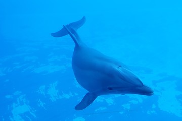 Delfino