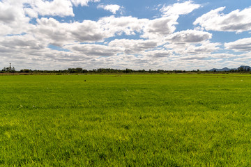 Obraz premium Irrigated Rice Plantation in Southern Brazil1
