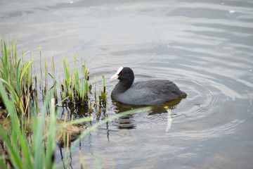 Eurasian Coot (Fulica Atra) swimming and searching for food in a pond in The Netherlands