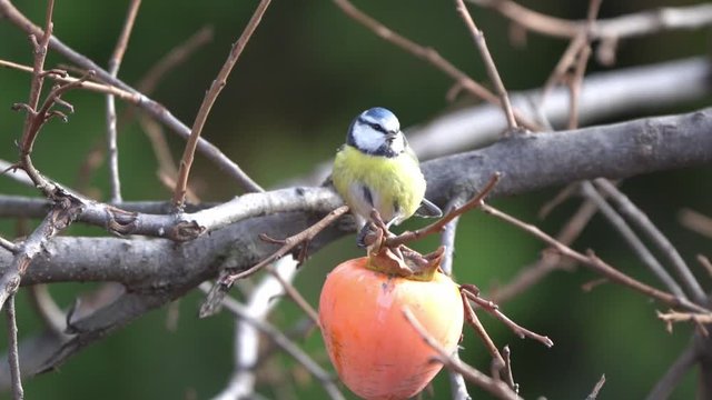 Blue Tit Perched On Tree branch Outside eating a persimmon.